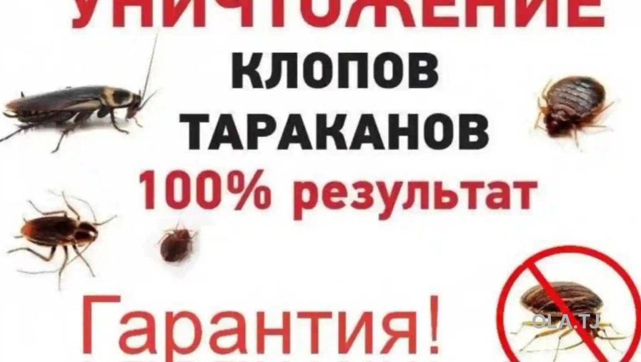 услуги дезинфекции
