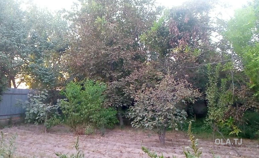 Дом (хавли), 4 комнат, 1 эт