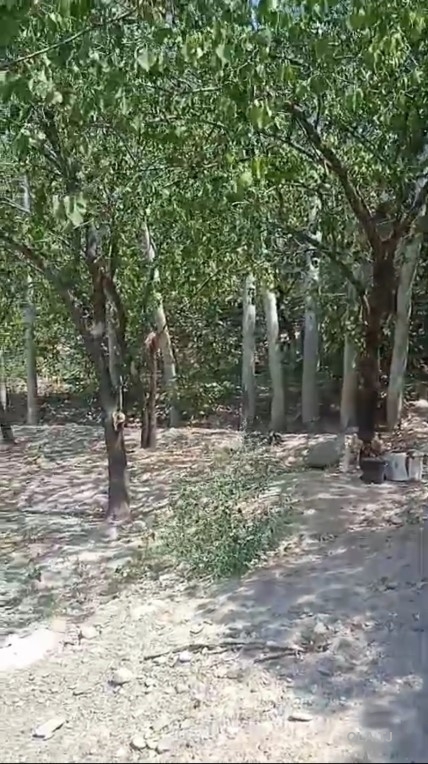 Дом (хавли), 1 комнат, 1 эт