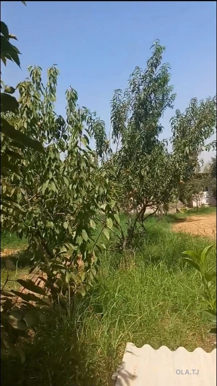 Дом (хавли), 1 комнат, 1 эт