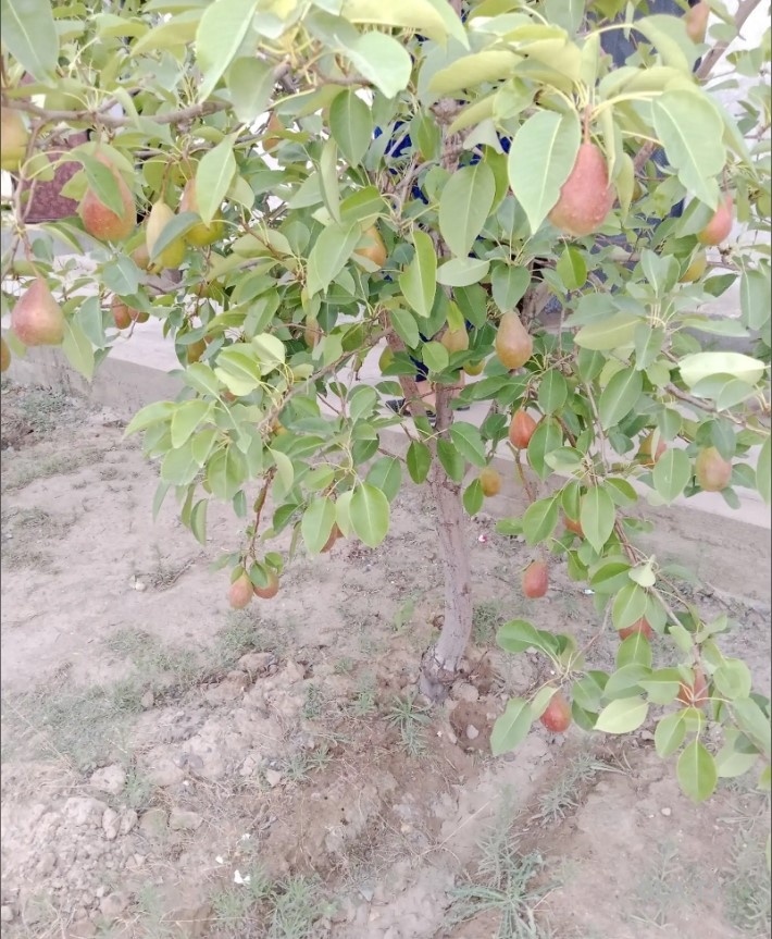 Дом (хавли), 5 комнат, 1 эт