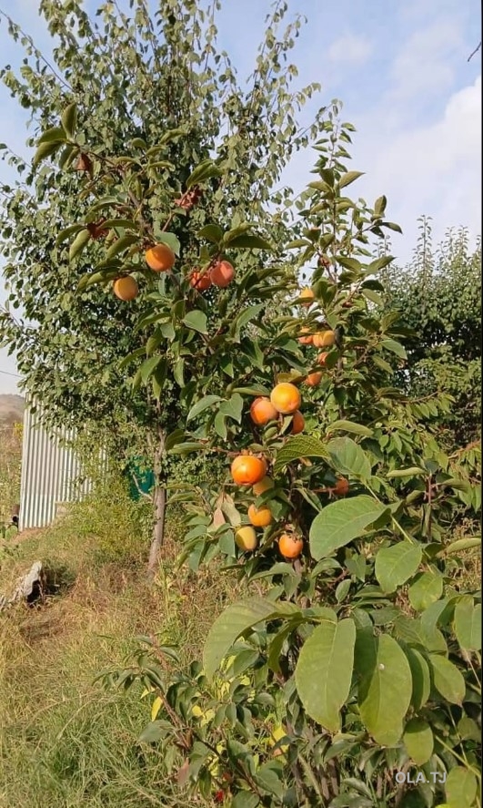 Дом (хавли), 2 комнат, 1 эт