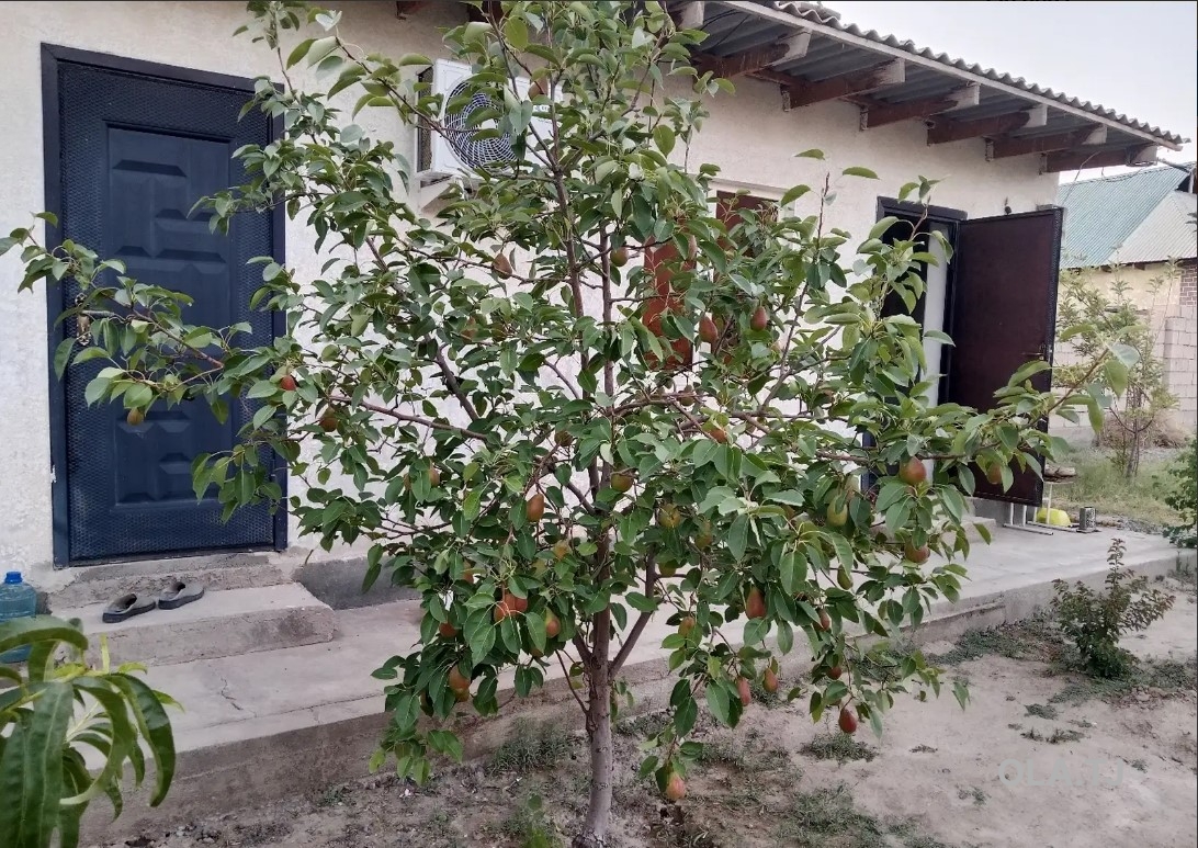 Дом (хавли), 5 комнат, 1 эт
