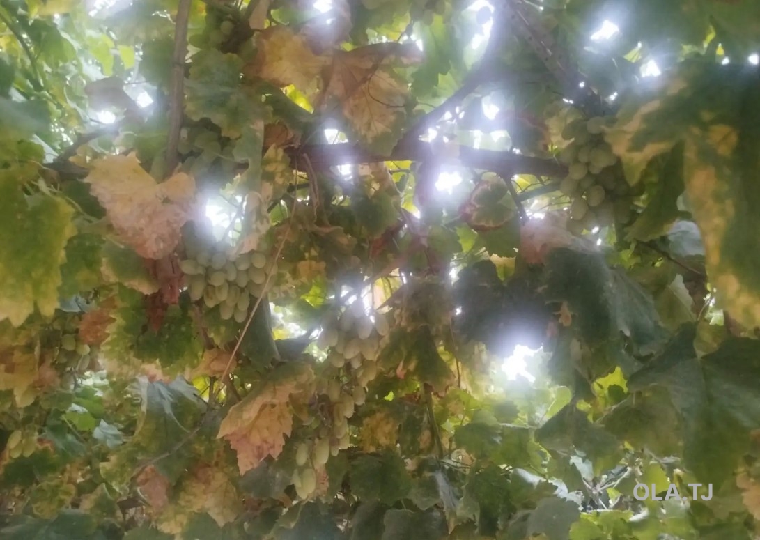 Дом (хавли), 3 комнат, 1 эт