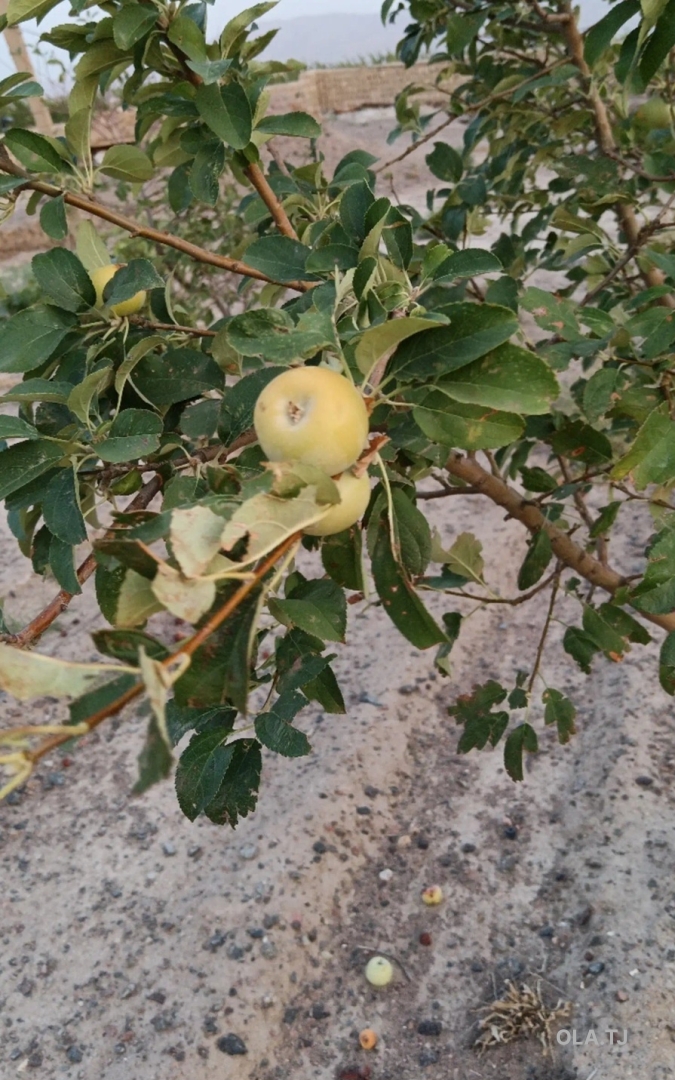 Дом (хавли), 3 комнат,