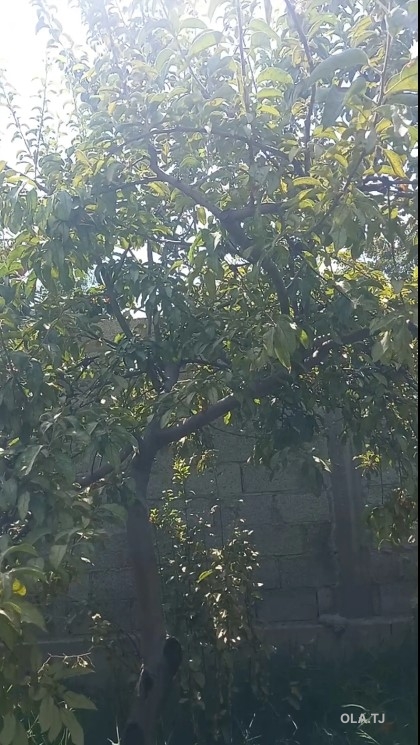 Дом (хавли), 1 комнат, 1 эт
