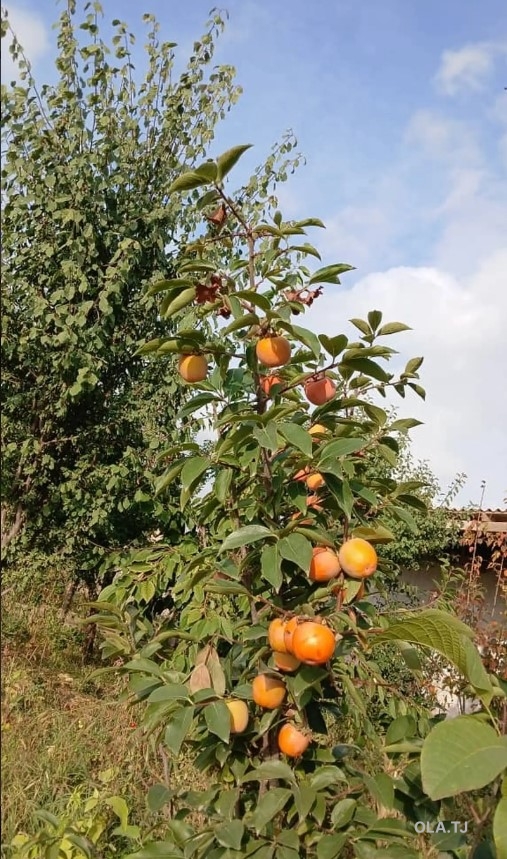 Дом (хавли), 2 комнат, 1 эт