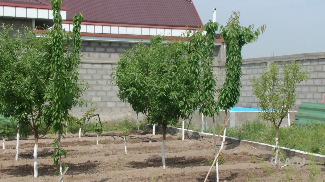 Дом (хавли), 5 комнат, 1 эт