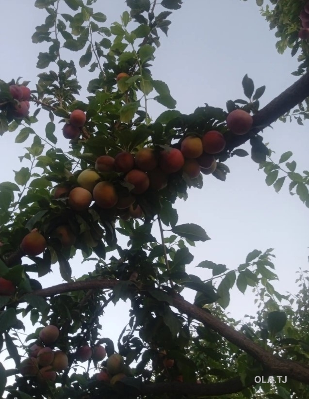 Дом (хавли), 3 комнат, 1 эт