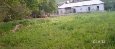 Дом (хавли), 4 комнат, 1 эт