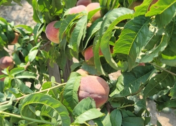 Дом (хавли), 3 комнат,