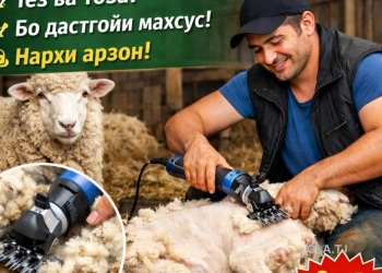 Пашми гӯсфанд метарошем