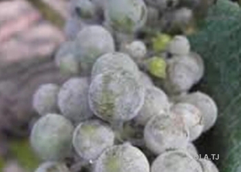 Дезинфекция сада